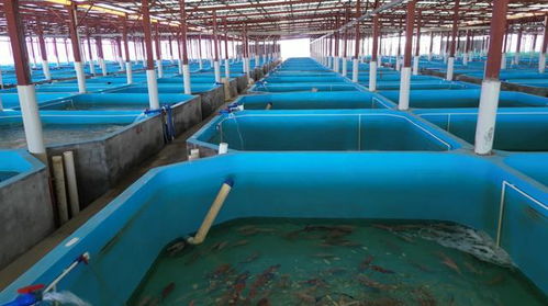 全模块化储能 思格新能源如何为养殖场绿色转型插上翅膀